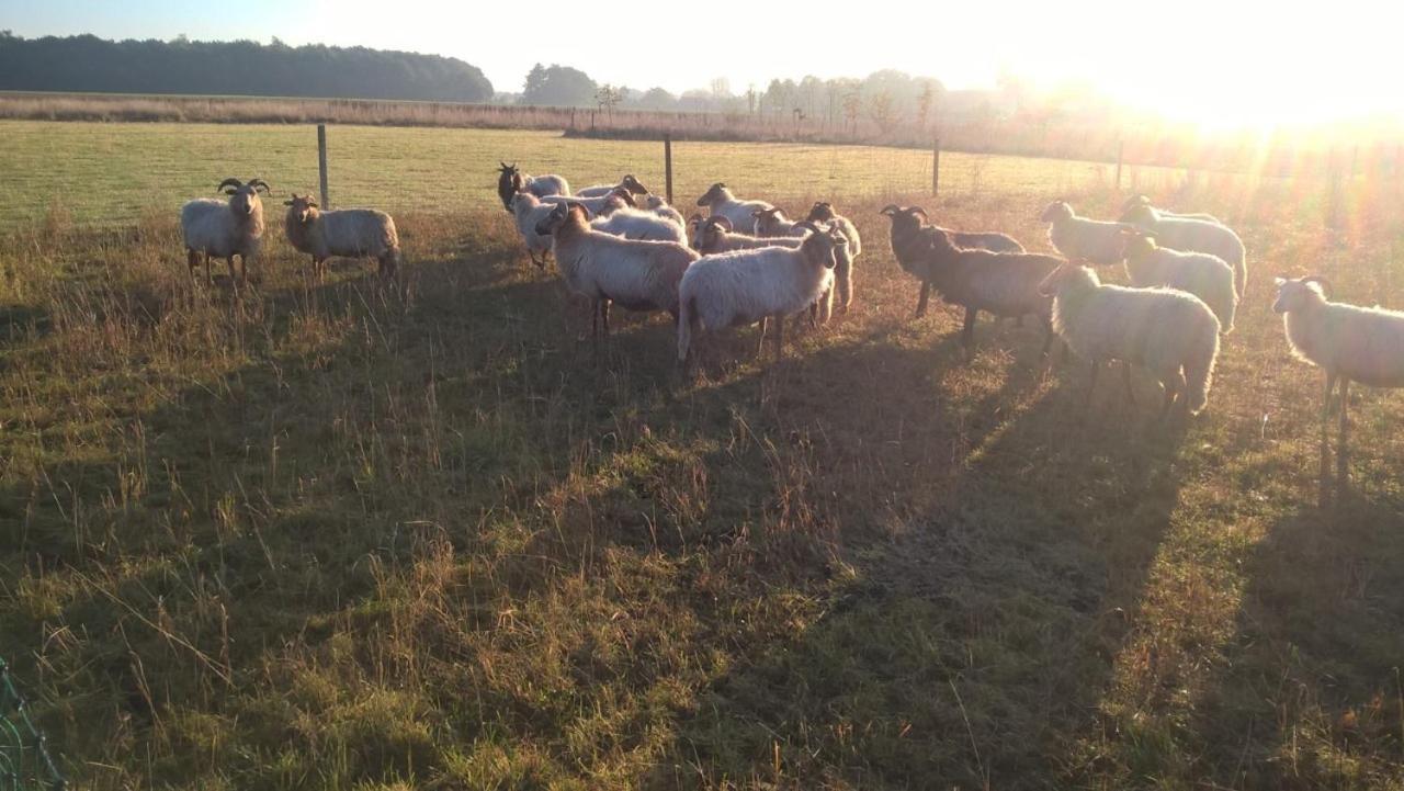 Pipowagen Elsebein Groningen Westerwolde Unieke Ligging Met Eigen Tuin En Vrij Uitzicht Over Veld Naar Natuurgebied Onstwedde Eksteriør billede
